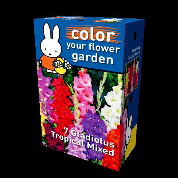 miffy gladiolus tropical mixed miffy box