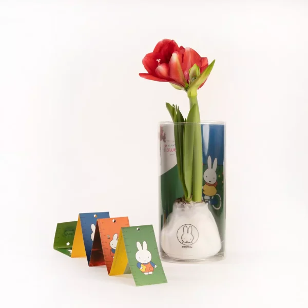 miffy miffy’s wax amaryllis