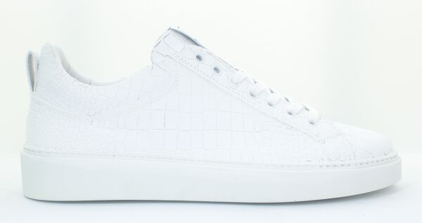 piampiani Giorgio Dracaena Bianco