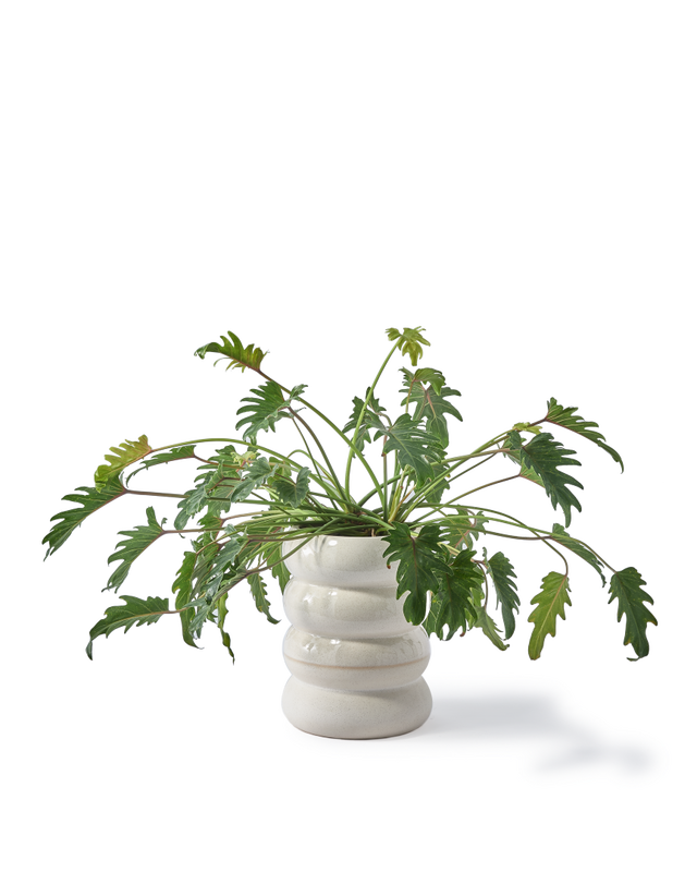 Pols Potten Chubby Bloempot White