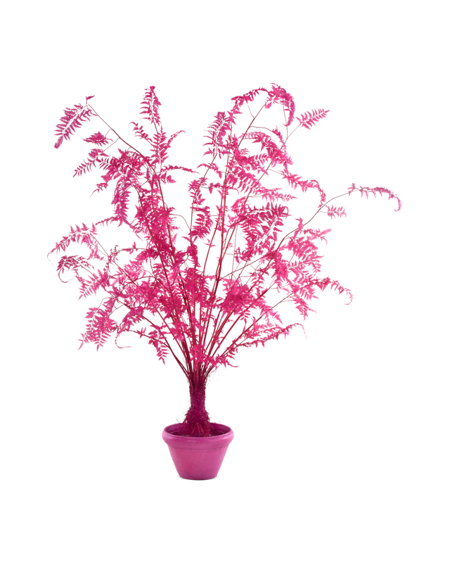 pols potten Fern In Pot - L Light pink