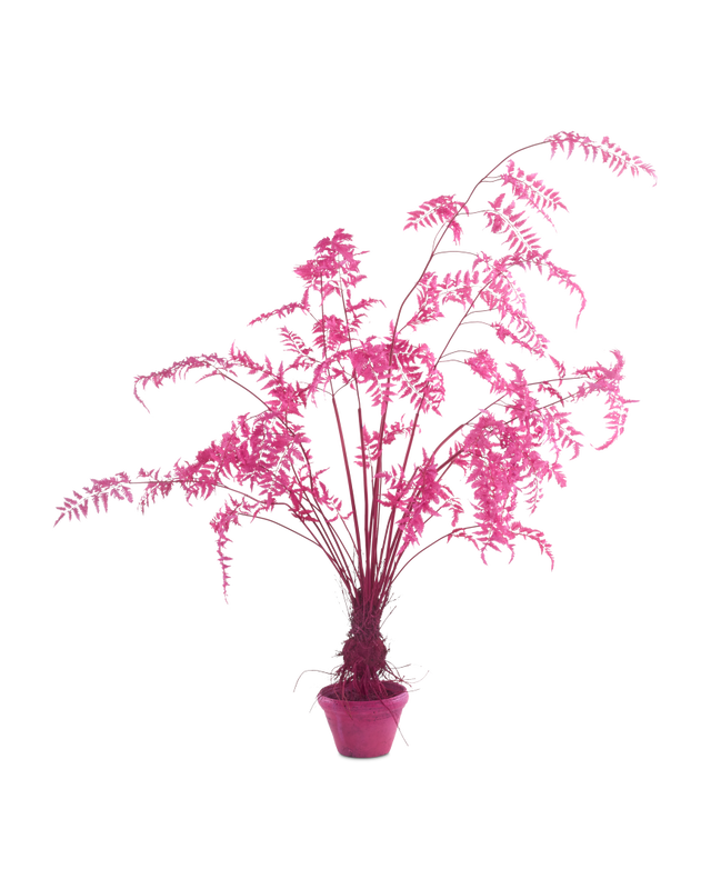 pols potten Fern In Pot - S Light pink