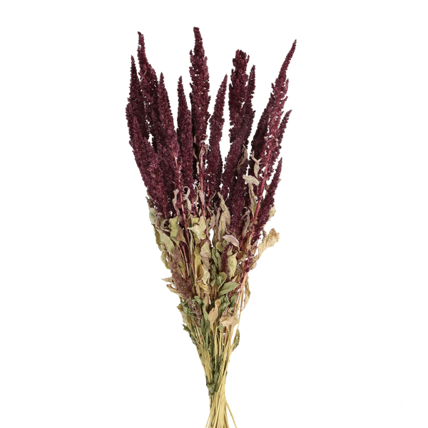 pomax COLLITA - gedroogde bloemen - amaranthus natural - H 60 cm - wijn pomax COLLITA - gedroogde bloemen - amaranthus natural - H 60 cm - wijn