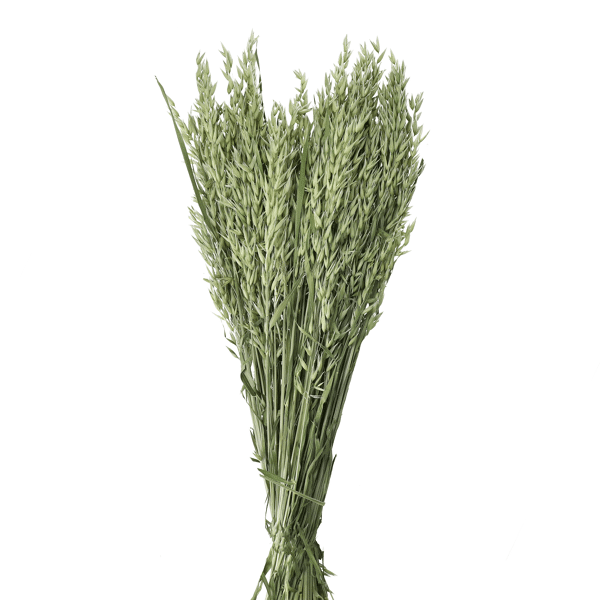 pomax COLLITA - gedroogde bloemen - avena natural - H 72 cm - groen pomax COLLITA - gedroogde bloemen - avena natural - H 72 cm - groen