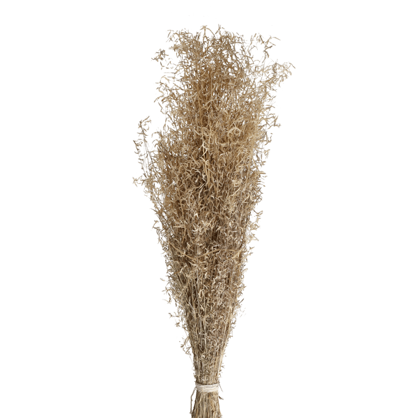 pomax COLLITA - gedroogde bloemen - munni grass natural - H 70 cm - naturel
