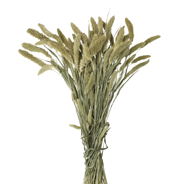 pomax COLLITA - gedroogde bloemen - setarea natural - H 70 cm - groen pomax COLLITA - gedroogde bloemen - setarea natural - H 70 cm - groen