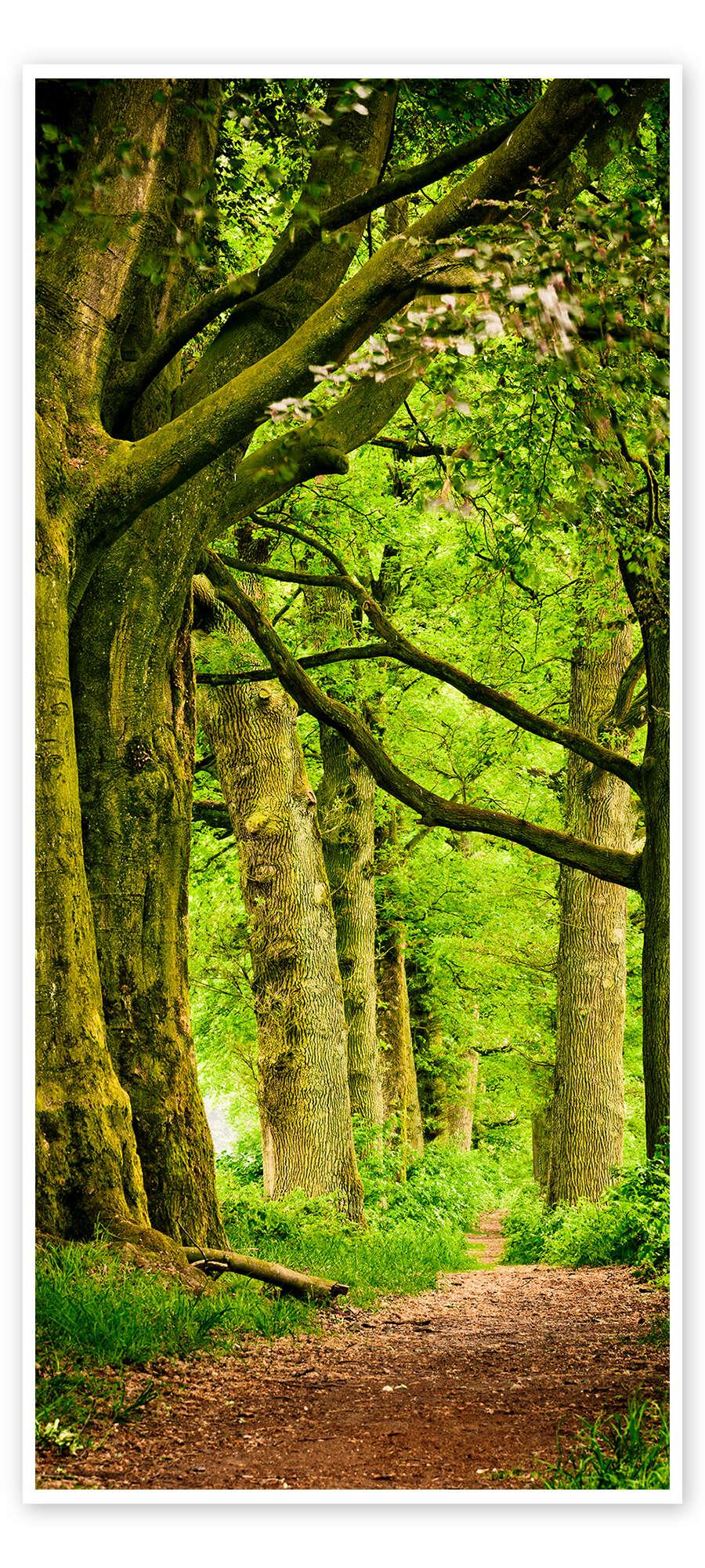 posterlounge Deurposter Kleuren van het voorjaar in een bos