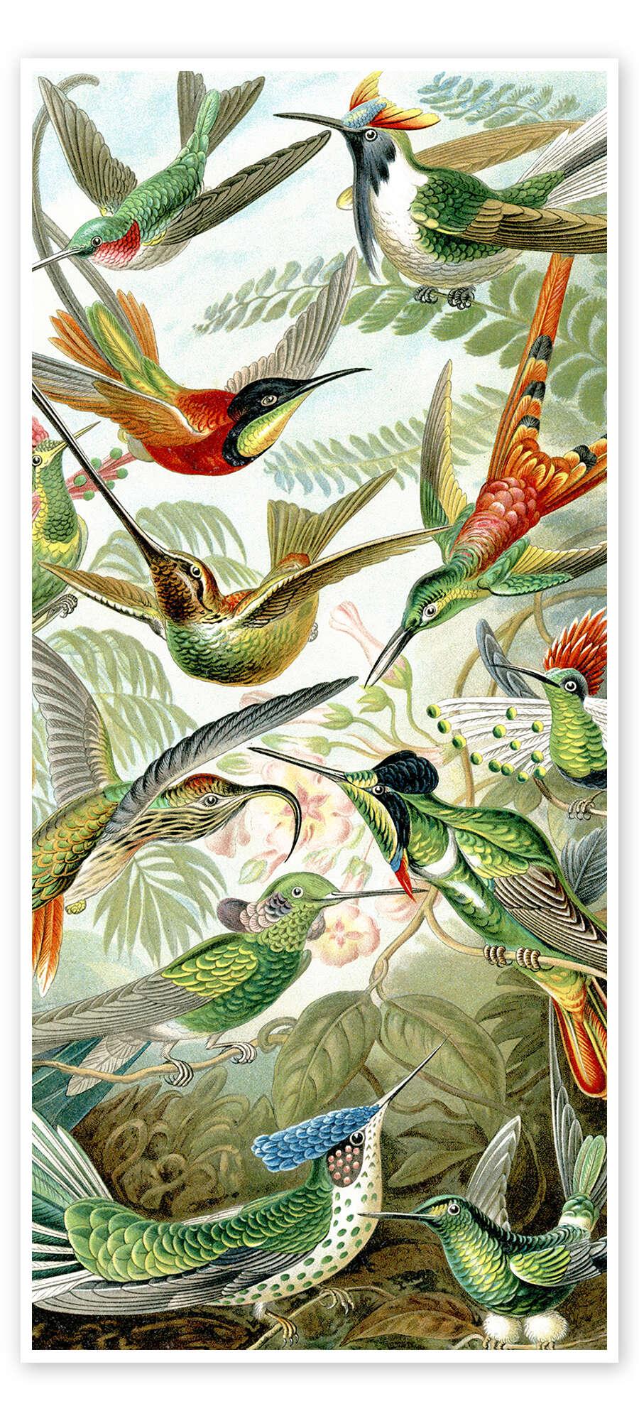 posterlounge Deurposter Kolibries Trochilidae (Kunstvormen der natuur 1899)