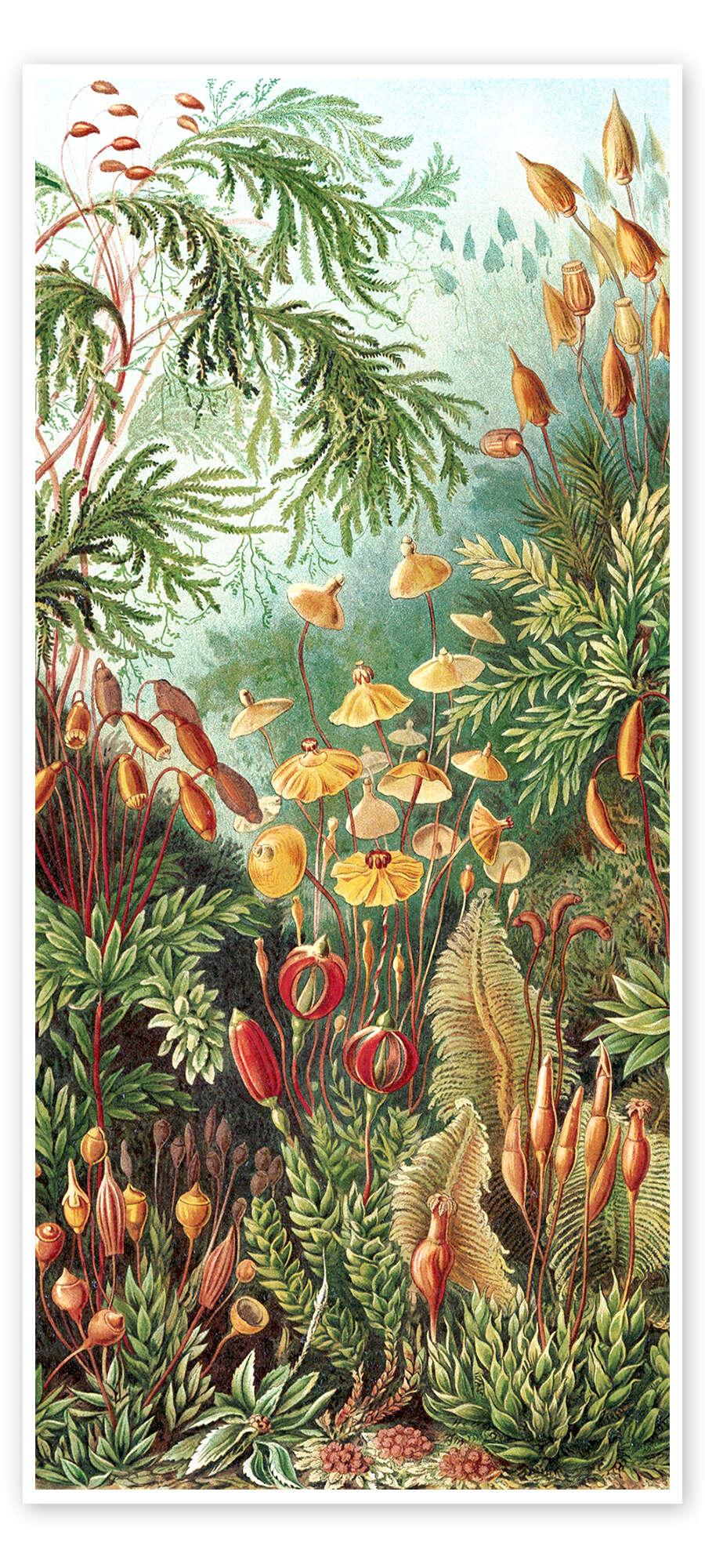 posterlounge Deurposter Mossen Muscinae (Kunstvormen der natuur 1899)