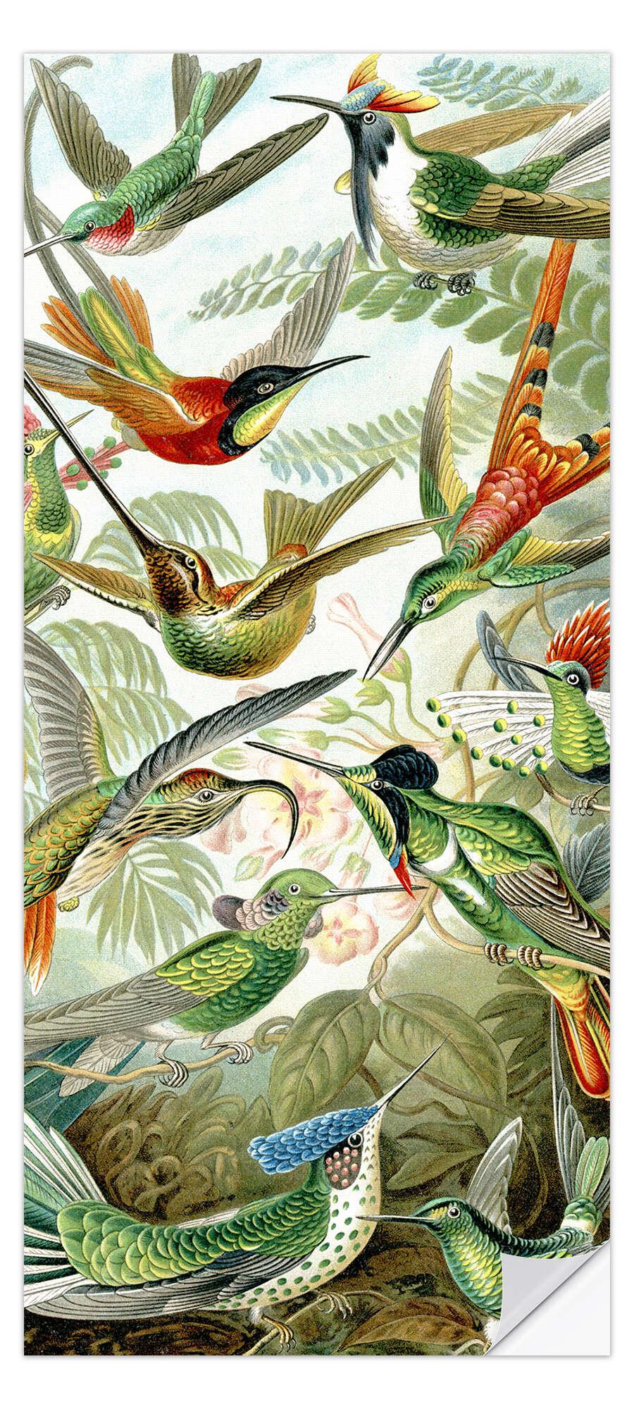 posterlounge Deursticker Kolibries Trochilidae (Kunstvormen der natuur 1899)