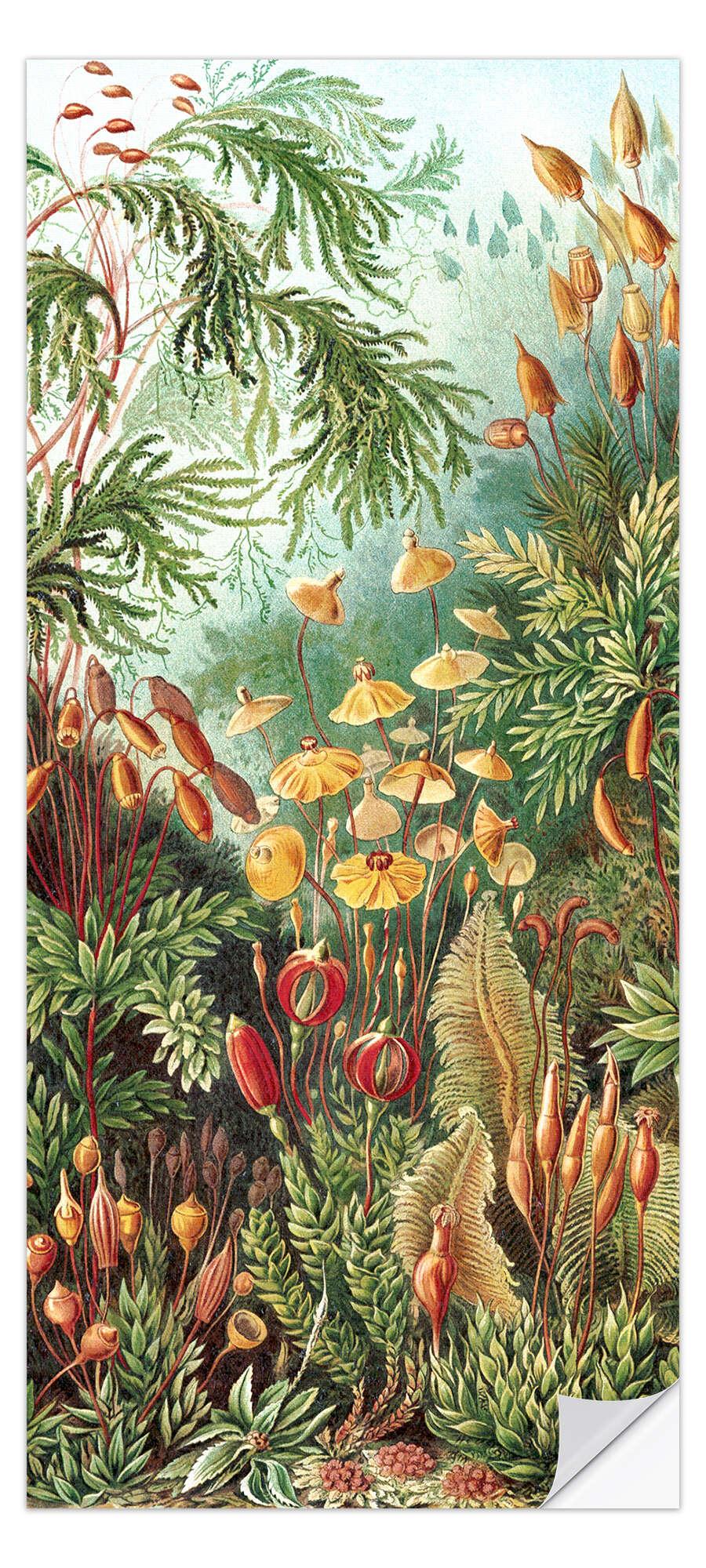 posterlounge Deursticker Mossen Muscinae (Kunstvormen der natuur 1899)