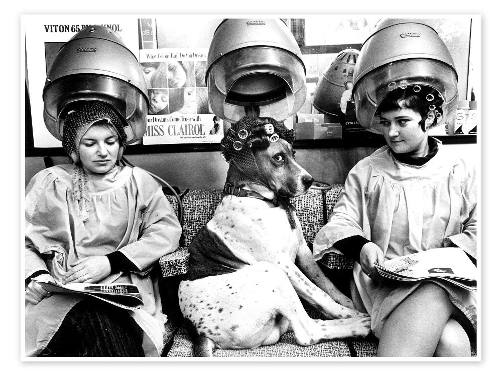 posterlounge Poster Dog with curlers at the hairdresser's