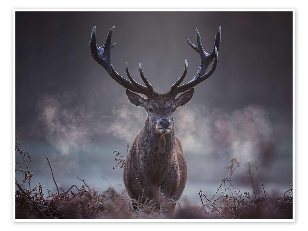 posterlounge Poster Een indrukwekkende rode wild hert ademt uit