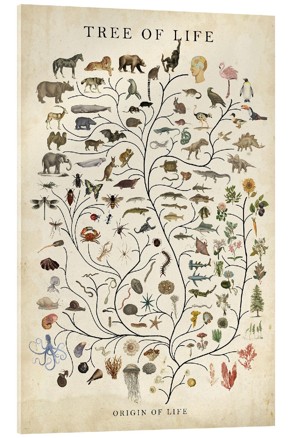 posterlounge Acrylglas print Tree of Life