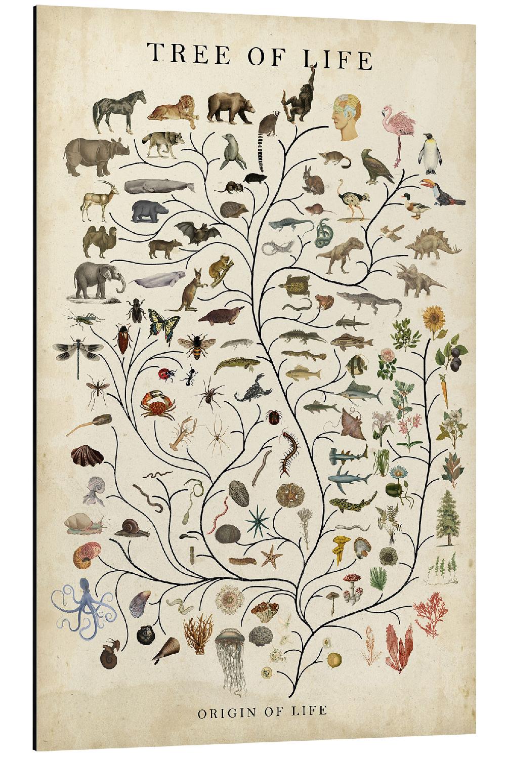 posterlounge Aluminium print Tree of Life