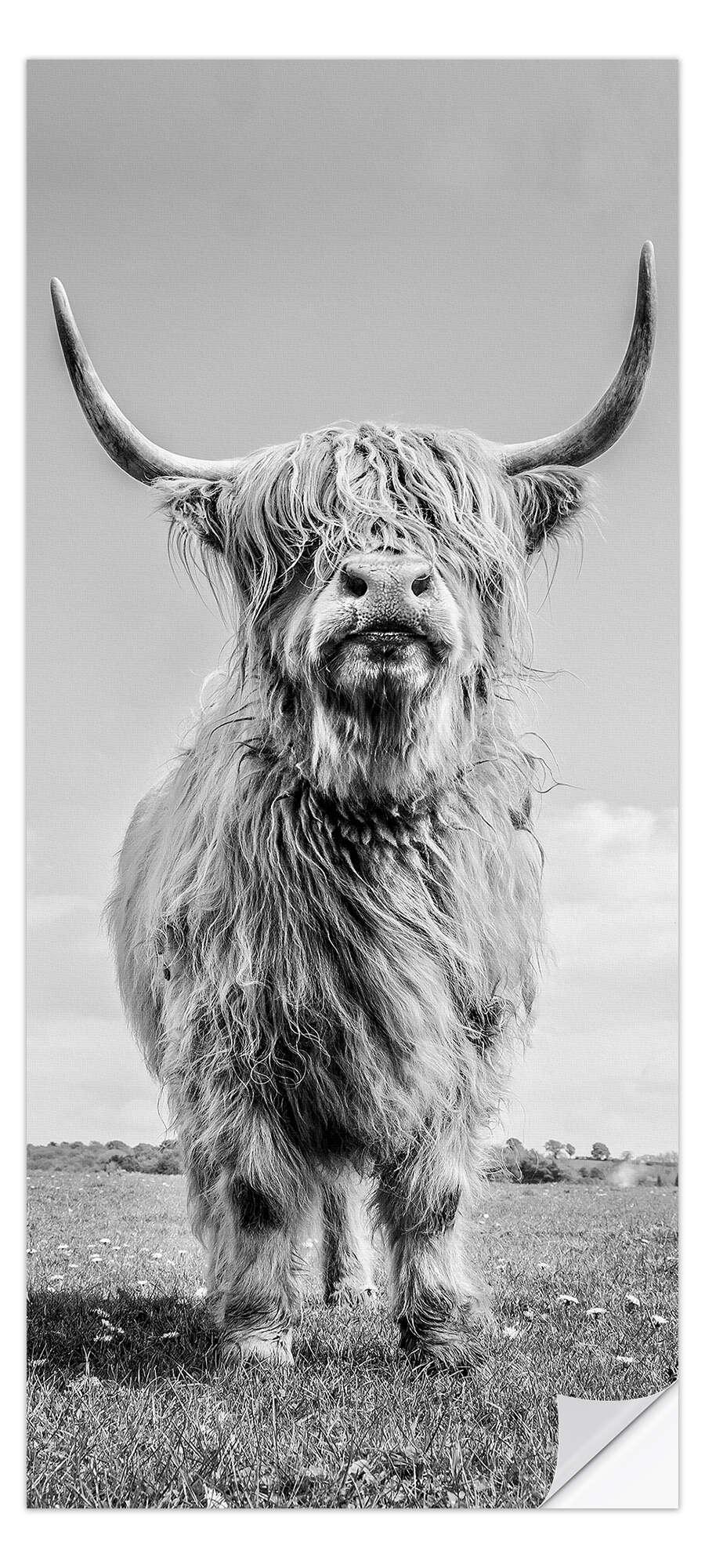 posterlounge Deursticker Schotse hooglanders