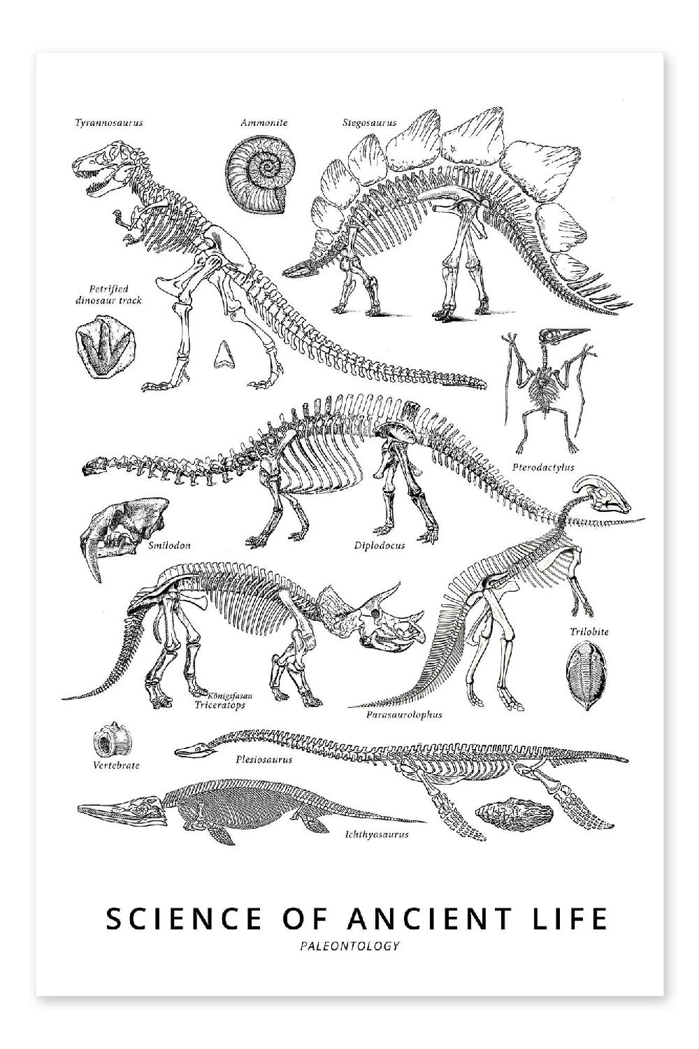 posterlounge Kleurposter Paleontology