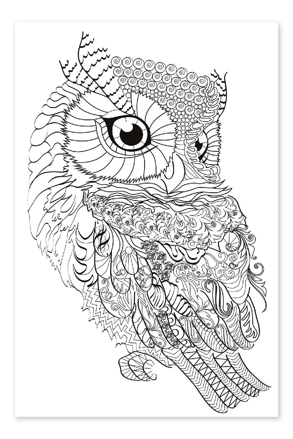 posterlounge Kleurposter Uil