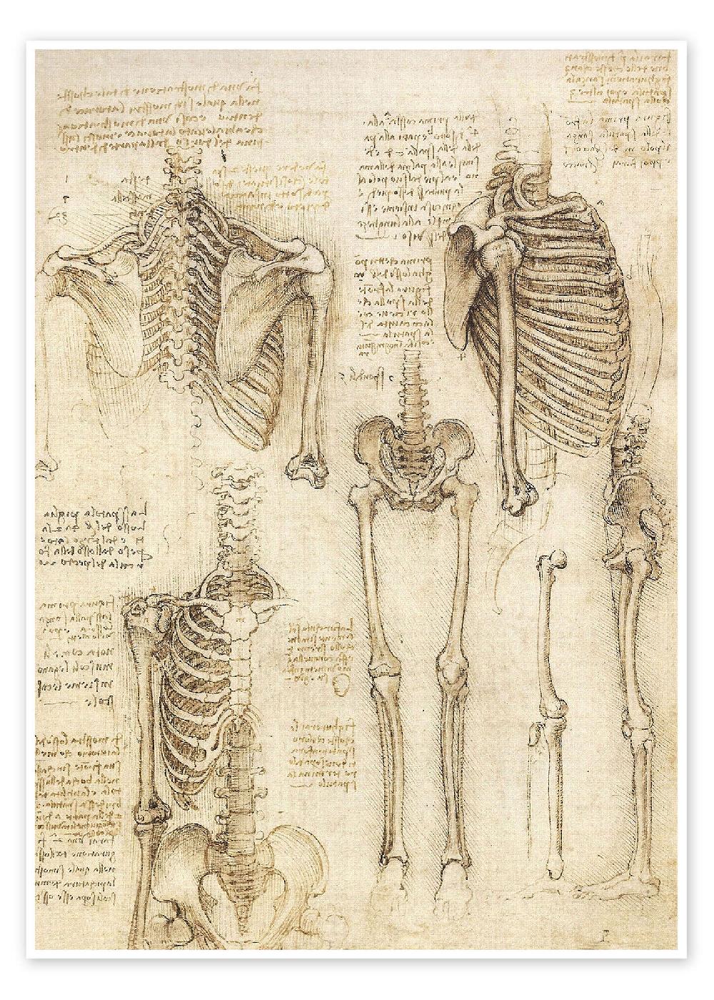 posterlounge Poster Anatomische tekening skelet