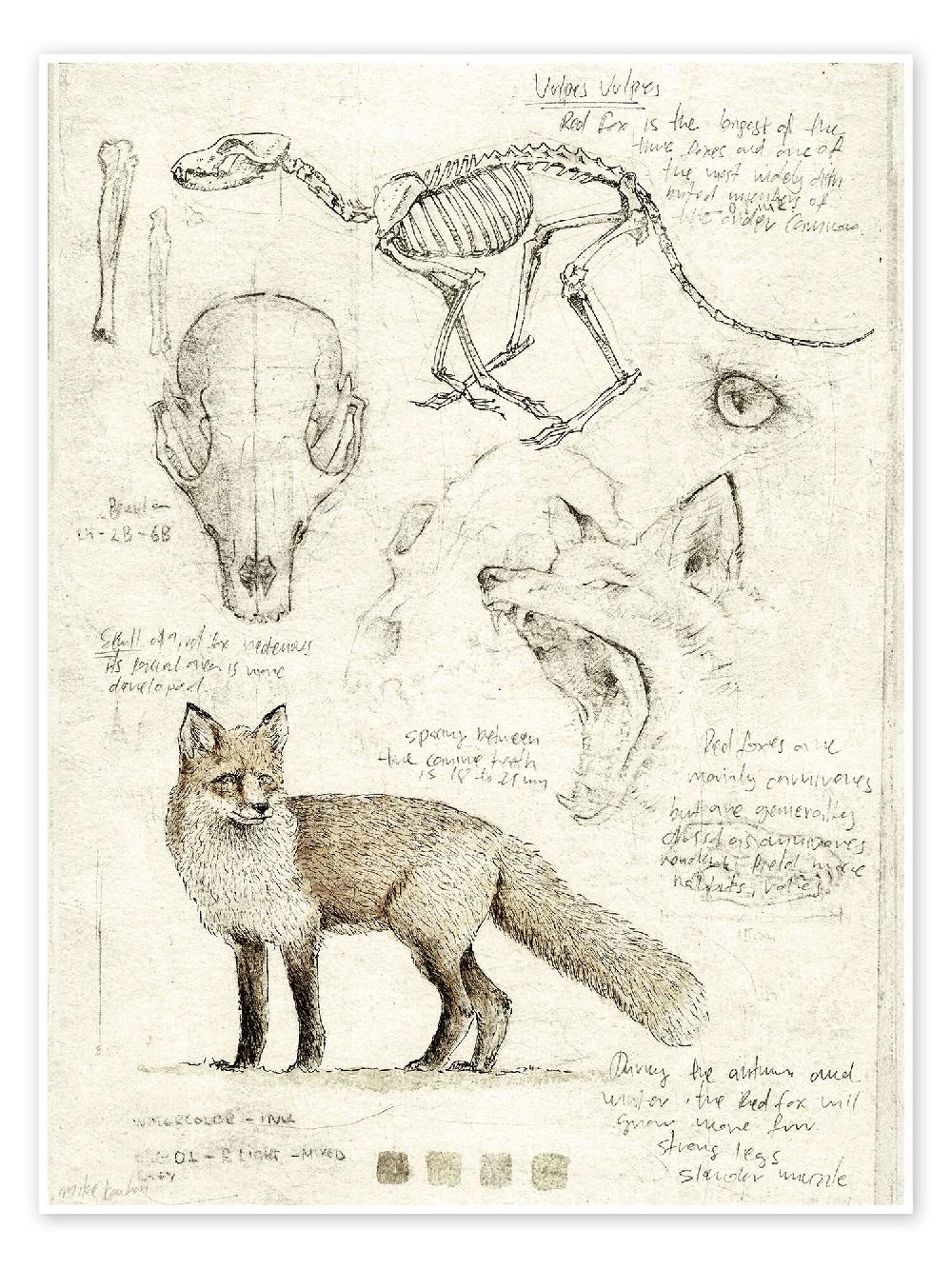 posterlounge Poster Fox