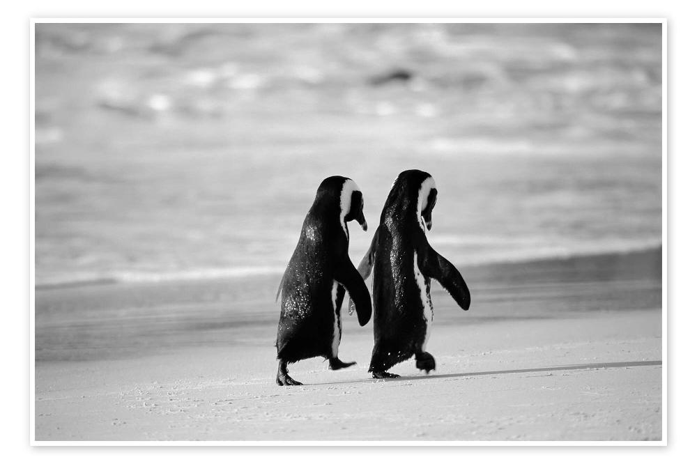 posterlounge Poster Penguins go hand in hand