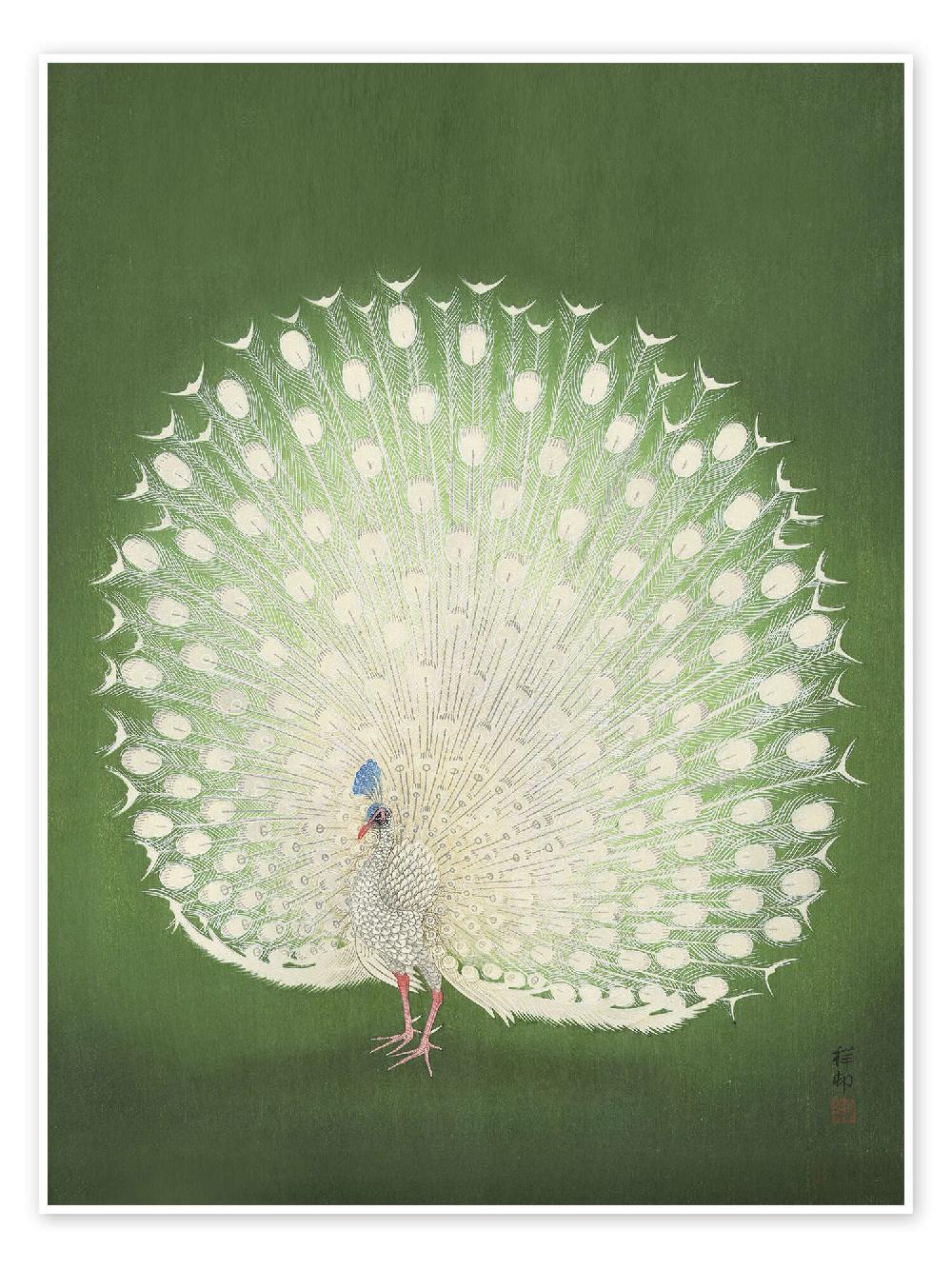 posterlounge Poster White peacock