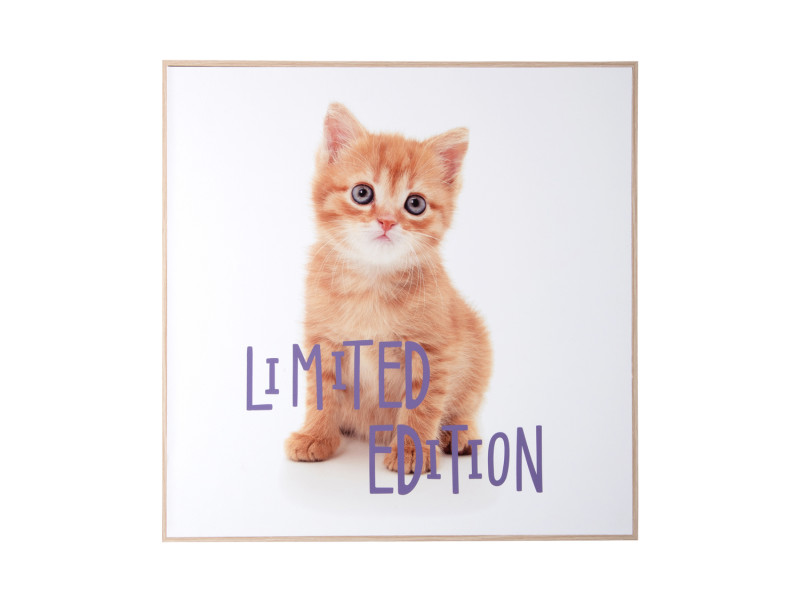 present time Wall Art Kitten Limited Edition - PT4187 Multicolor