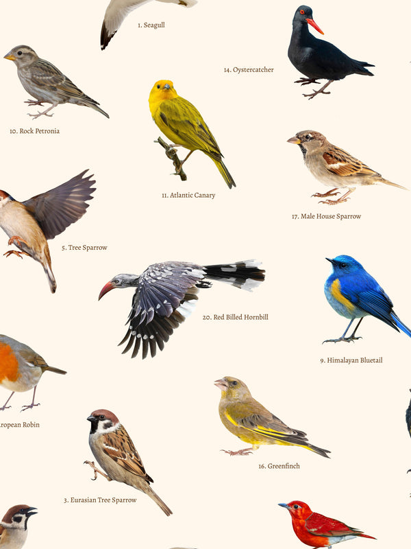 Snurk Bird Watching Shorts Kids