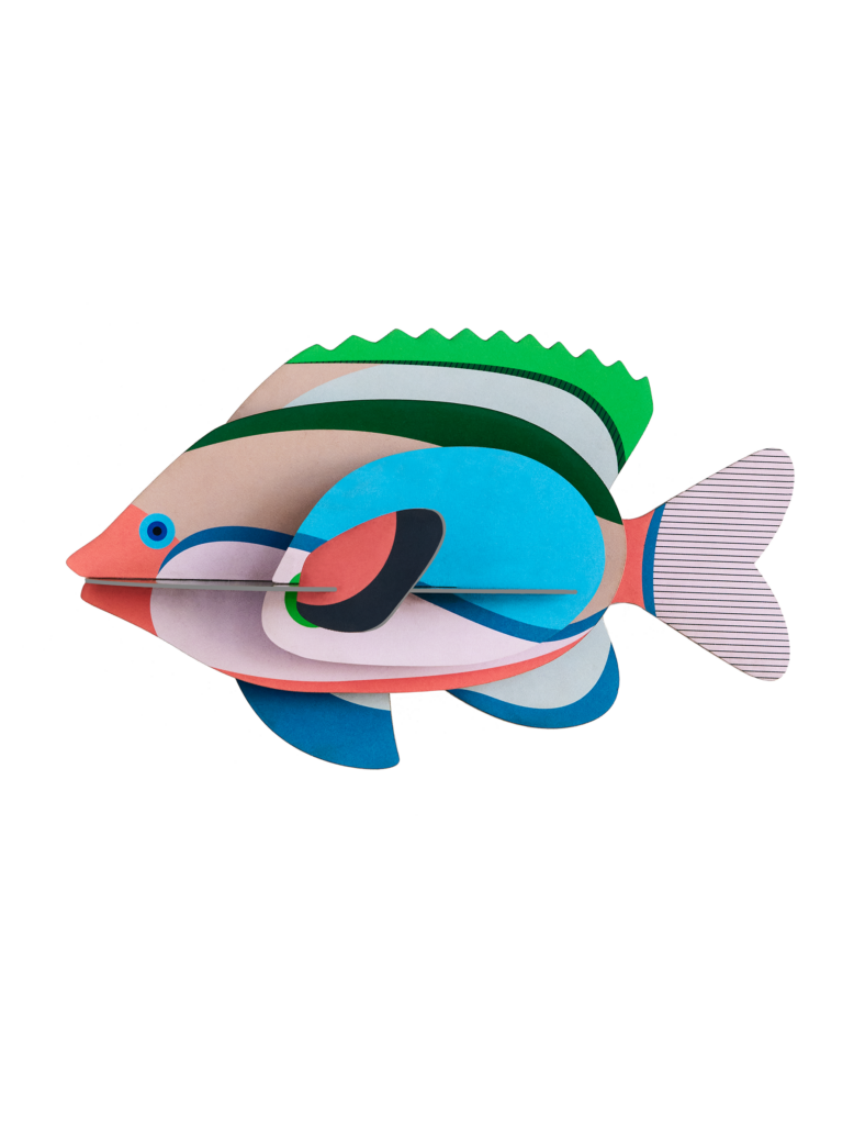 studio roof Fairy Wrasse Thema's Fairy Wrasse Zeedieren
