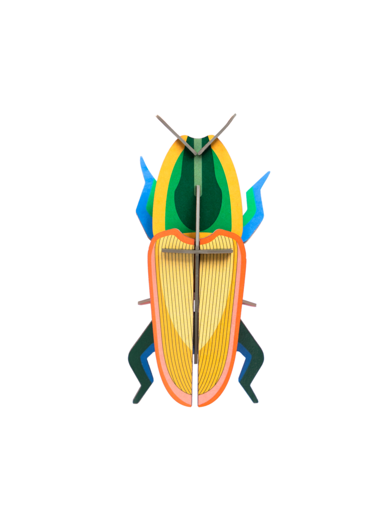 studio roof Madagascar Beetle Thema's Madagascar Beetle Kevers