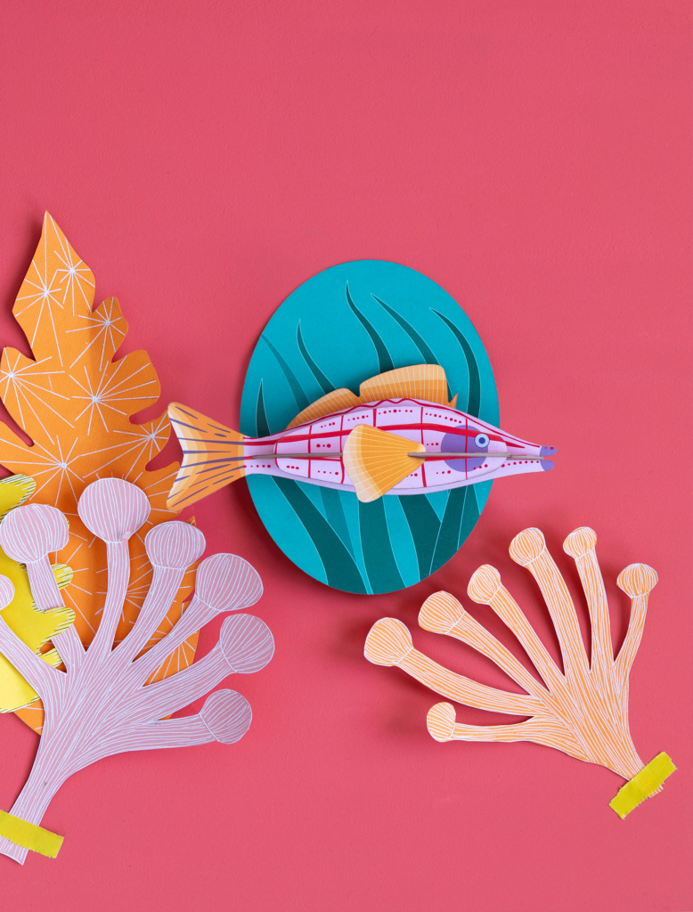 Studio Roof Longnose Hawkfish Sale