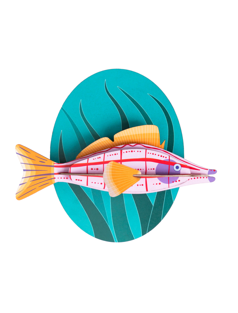 studio roof Longnose Hawkfish Sale