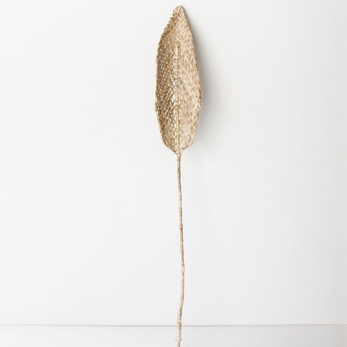 urban nature culture Decoratieve bloem Praia