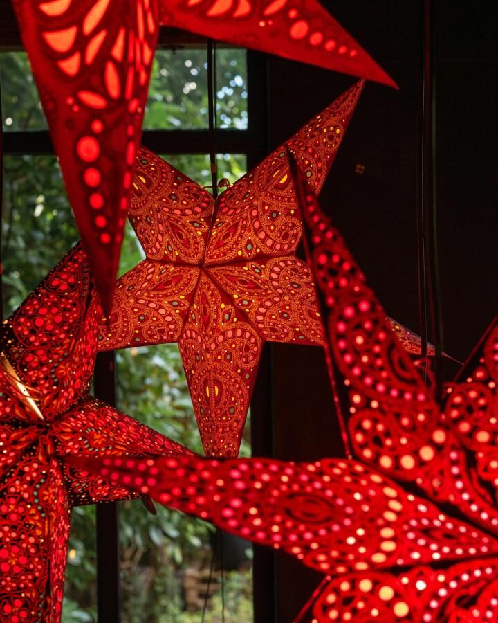 van verre Ster devi m abrikoos