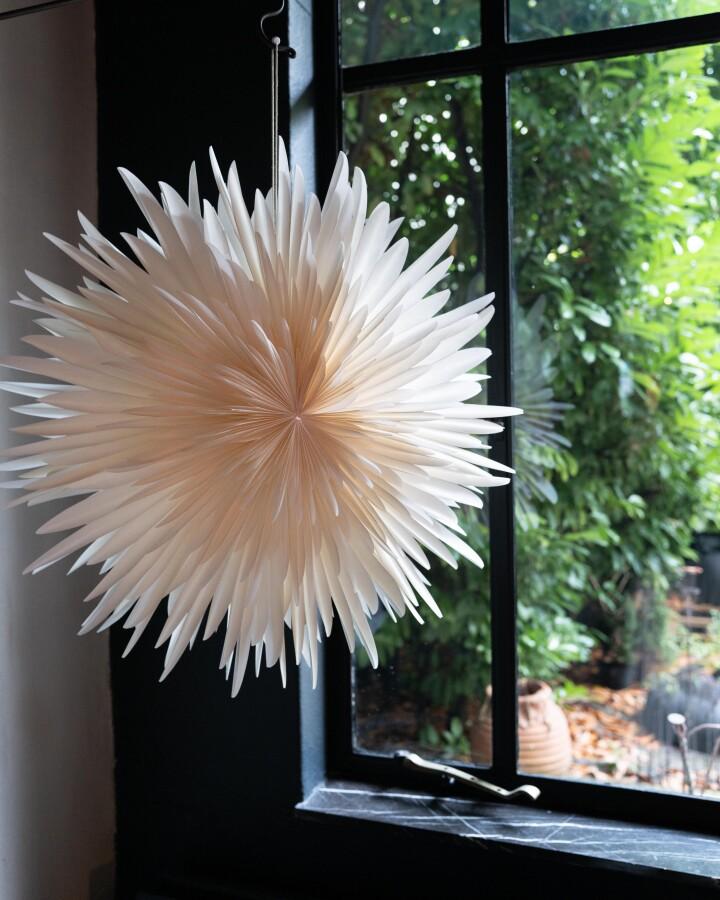 Van Verre Ster Stella Dalia