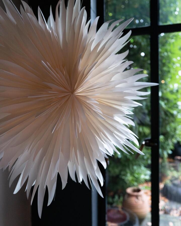 Van Verre Ster Stella Magnolia