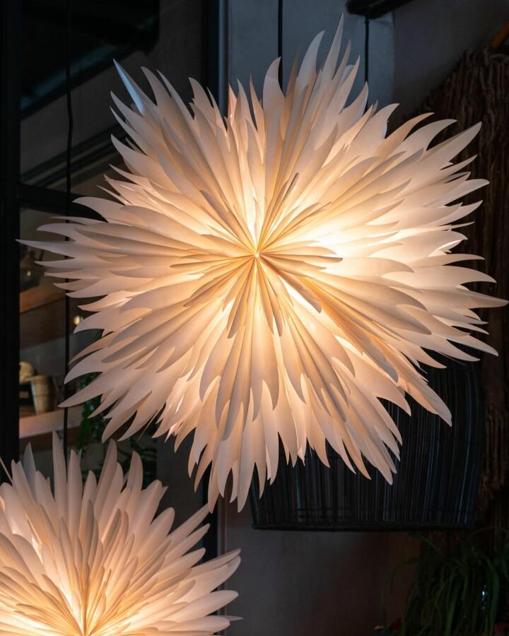 Van Verre Ster Stella Magnolia