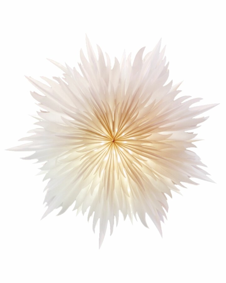 Van Verre Ster Stella Magnolia