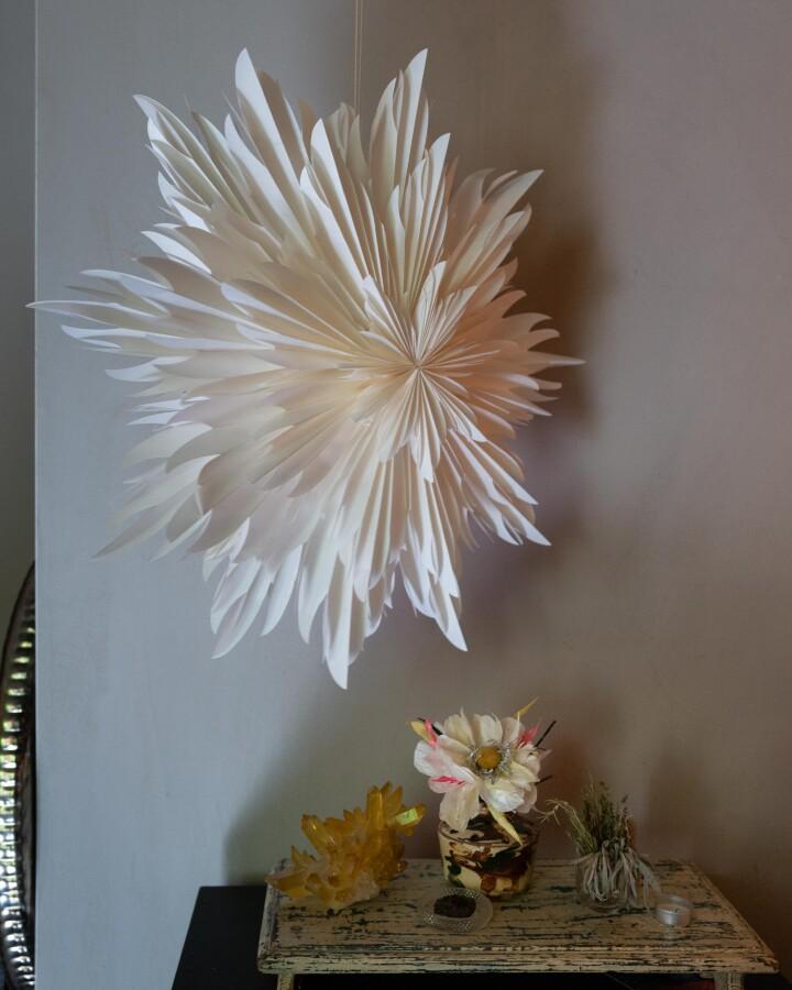 van verre Ster stella magnolia