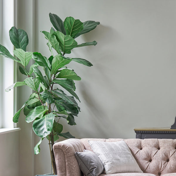 Vtwonen Laura Ashley Pale Sage Leaf Muurverf - 2 5 Liter - Groen - Mat