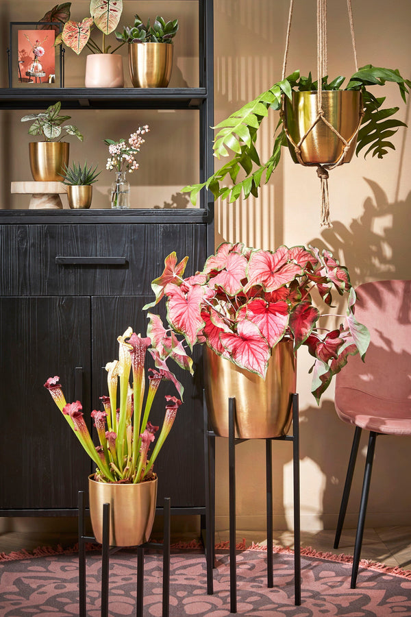 Vtwonen Mica Decorations Ascot Plantenstandaard XL - L34 X B34 X H71 Cm - Metaal - Zwart