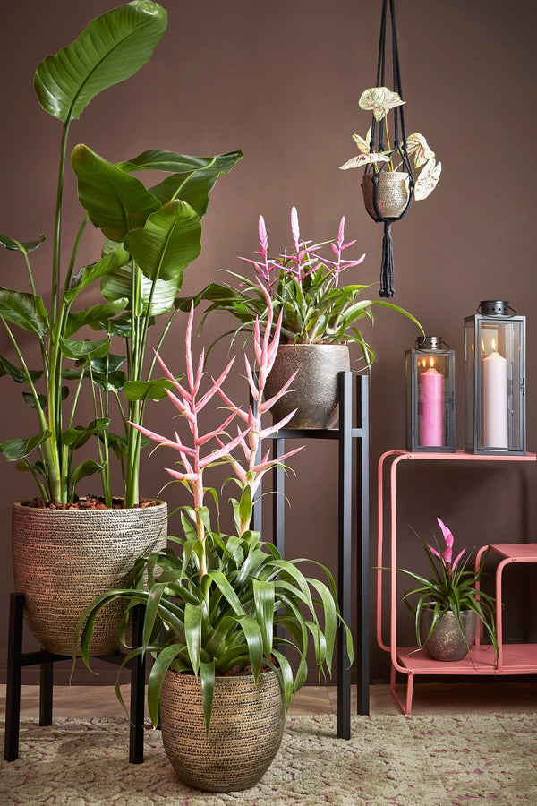 Vtwonen Mica Decorations Ascot Plantenstandaard XL - L38 X B38 X H95 Cm - Metaal - Zwart