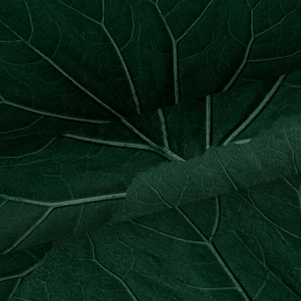 Vtwonen Walls4You Behang Tropische Bladeren Donkergroen - 0 53 X 10 05 M - 935306