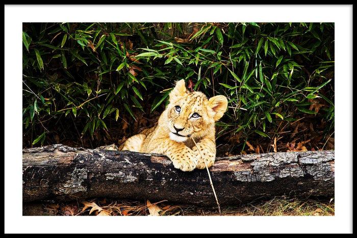 walljar Afrikaanse Leeuw