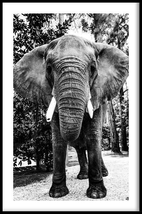 walljar Afrikaanse Olifant