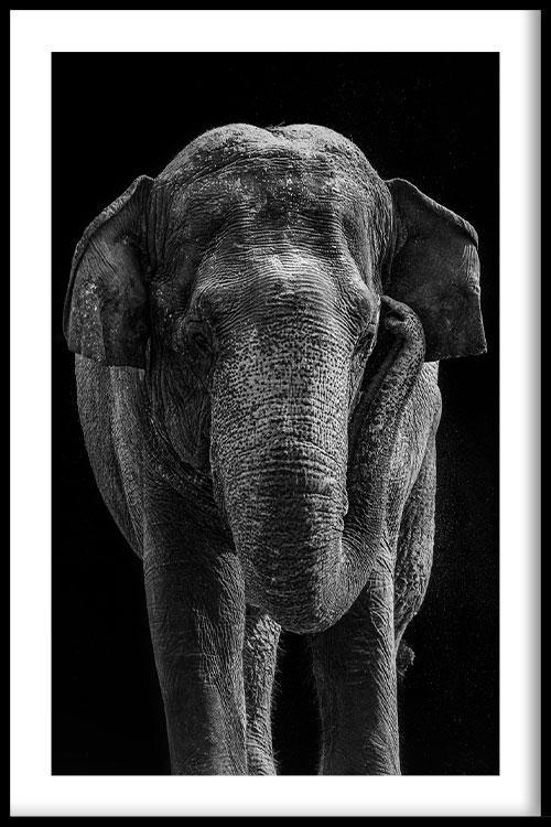 walljar Aziatische Olifant