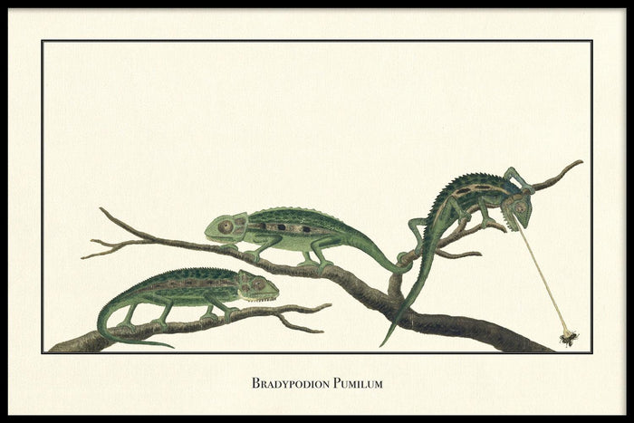 walljar Bradypodion Pumilum