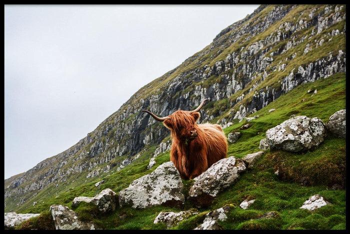 walljar Bruine Stier
