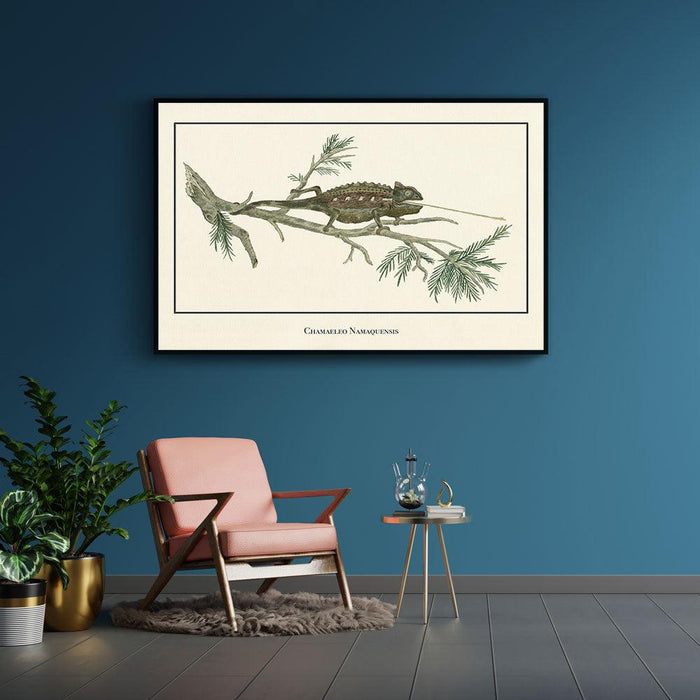 Walljar Chamaeleo Namaquensis