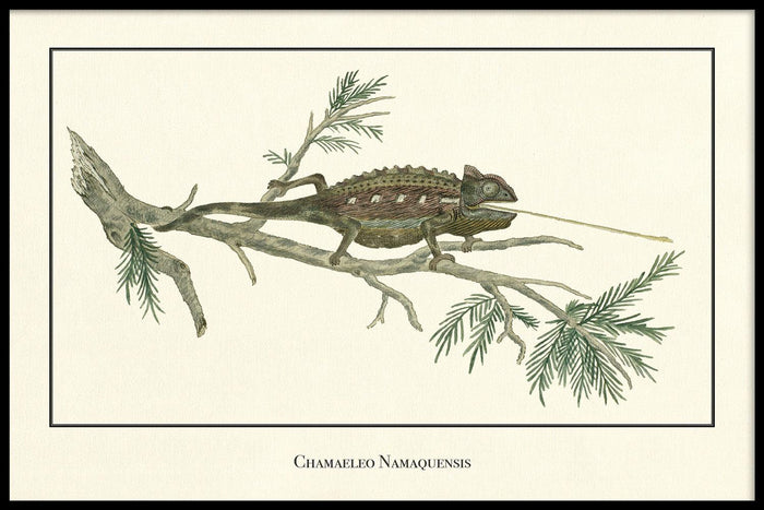 walljar Chamaeleo Namaquensis